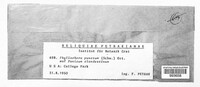Phyllachora punctum image